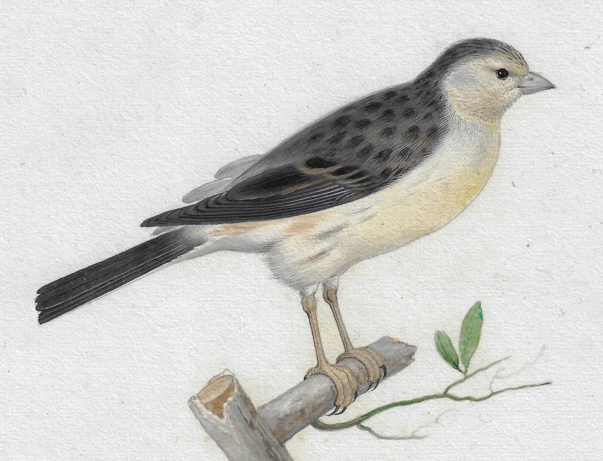 17th-c Dutch Old Master Drawing By Pieter Holsteyn II (haarlem C. 1614–1673) Study Of A Canary -photo-2