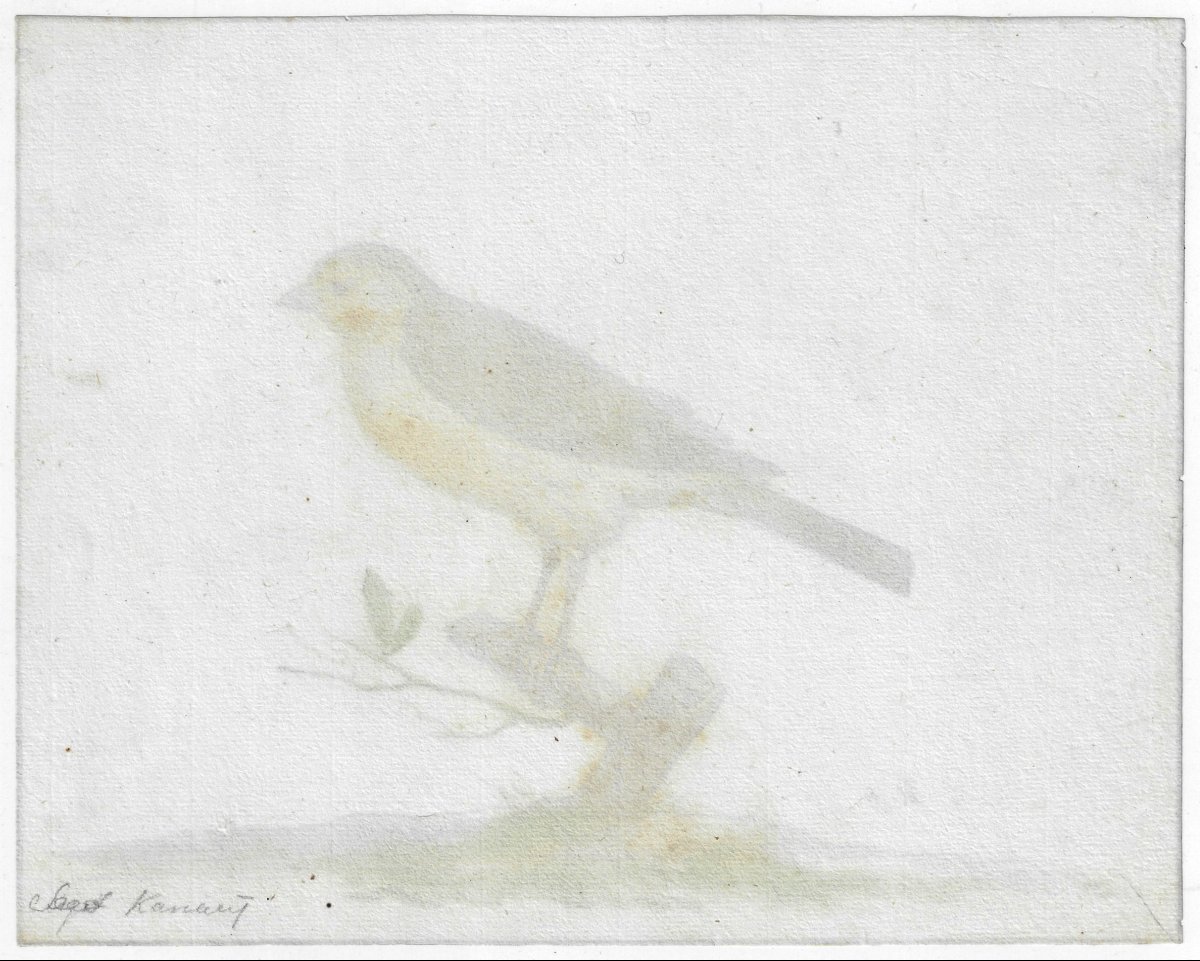 17th-c Dutch Old Master Drawing By Pieter Holsteyn II (haarlem C. 1614–1673) Study Of A Canary -photo-4
