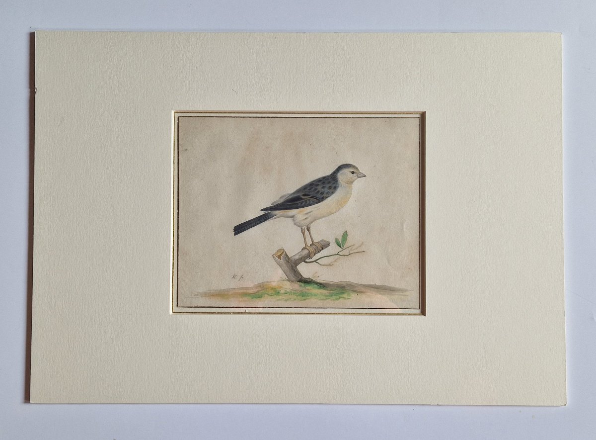 17th-c Dutch Old Master Drawing By Pieter Holsteyn II (haarlem C. 1614–1673) Study Of A Canary -photo-1