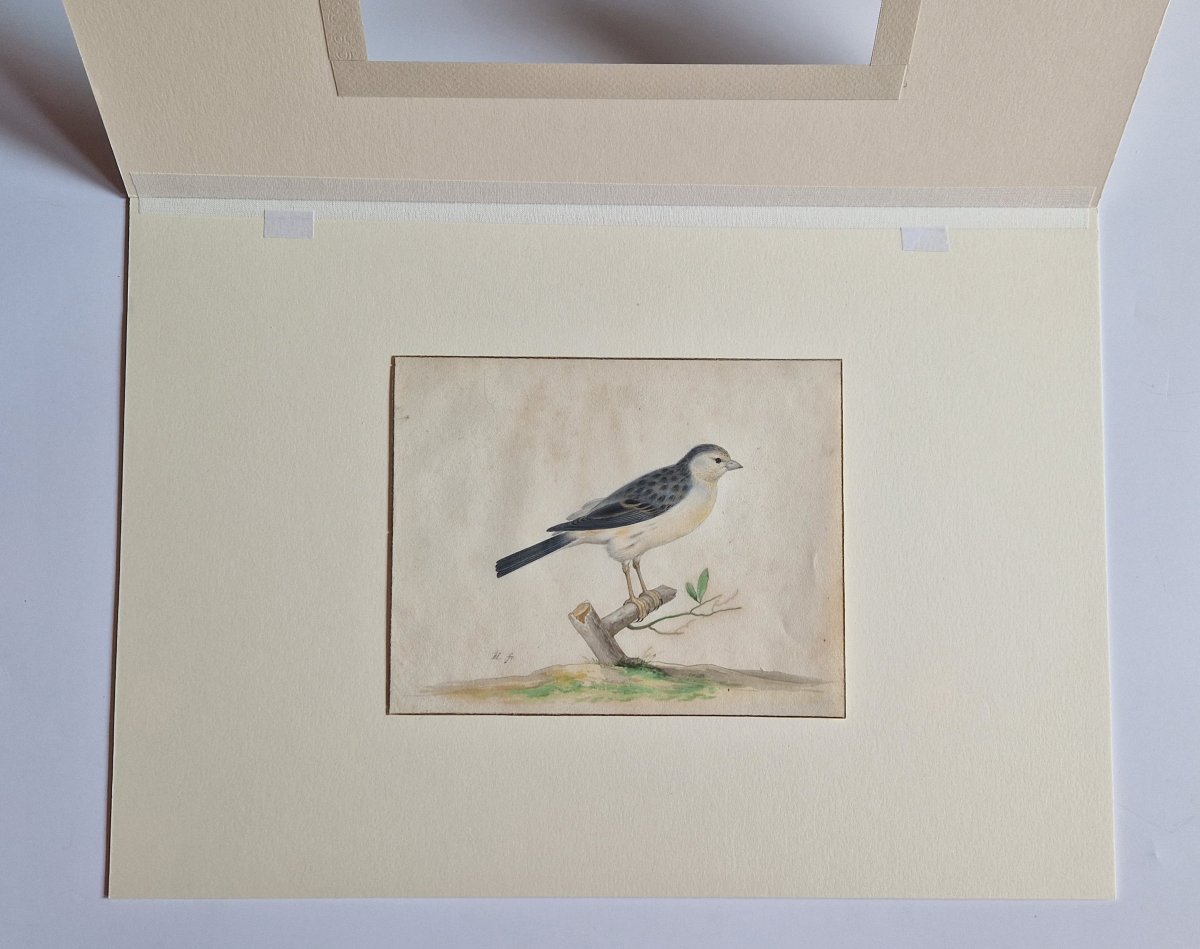 17th-c Dutch Old Master Drawing By Pieter Holsteyn II (haarlem C. 1614–1673) Study Of A Canary -photo-3