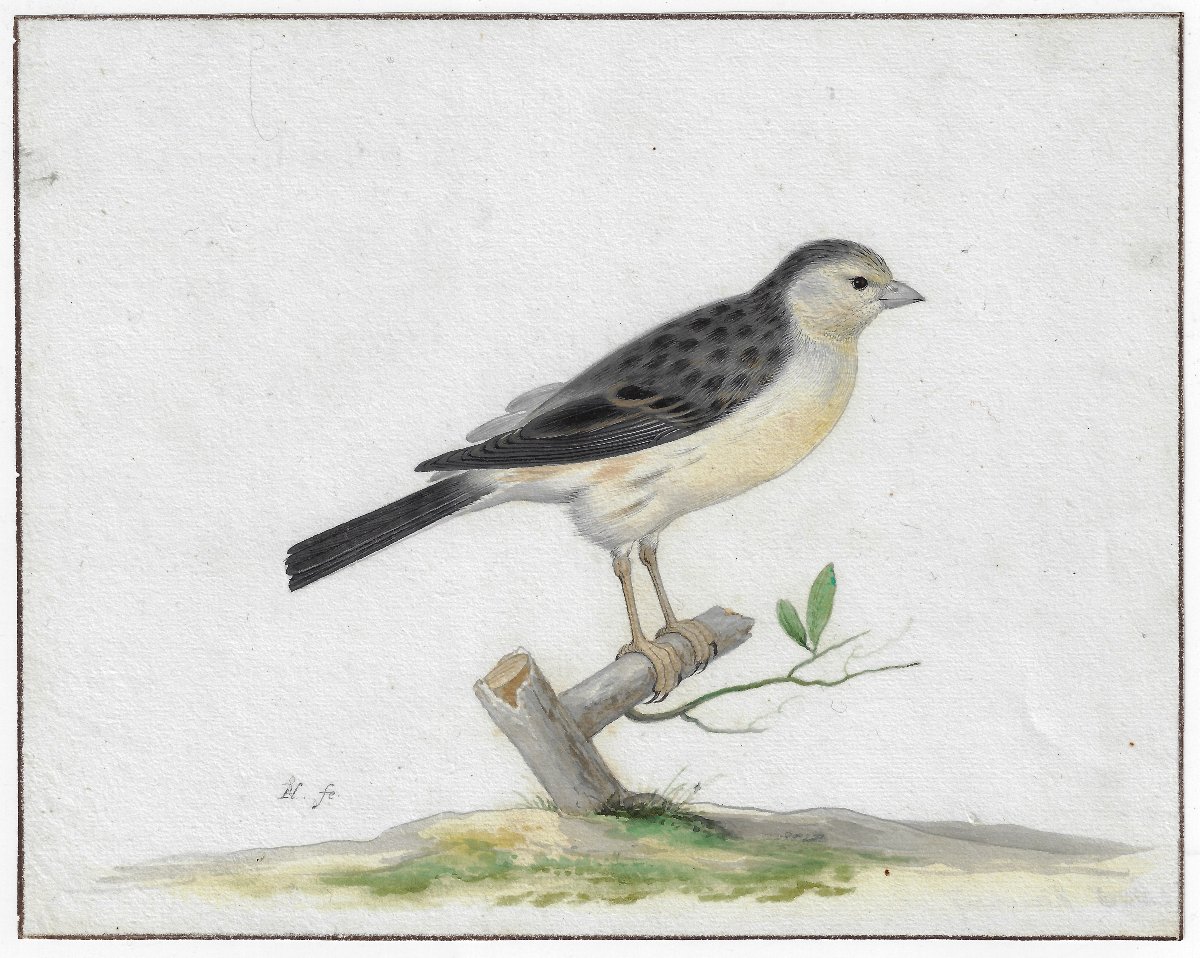 17th-c Dutch Old Master Drawing By Pieter Holsteyn II (haarlem C. 1614–1673) Study Of A Canary 