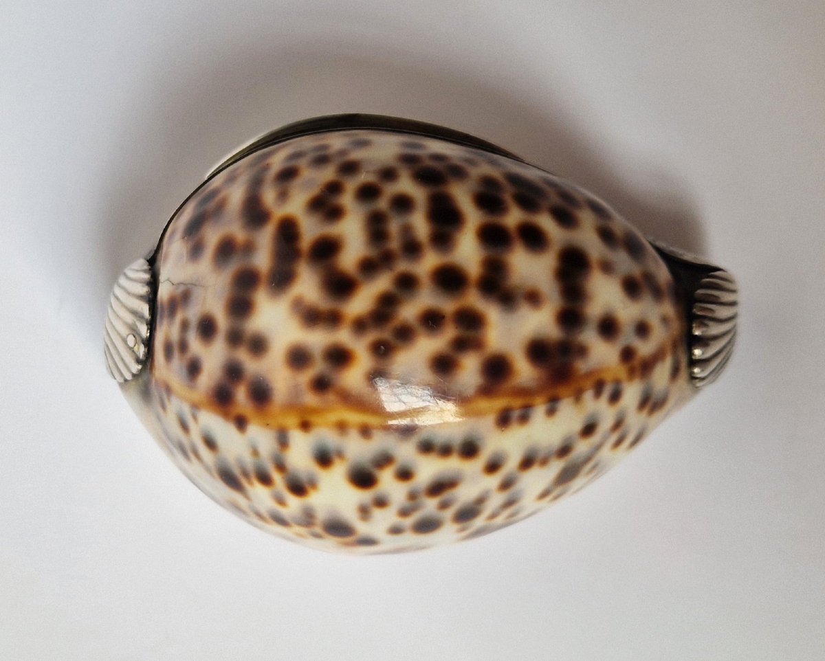 18th Century Silver-mounted Cowrie Shell Snuffbox Circa 1750 -photo-4