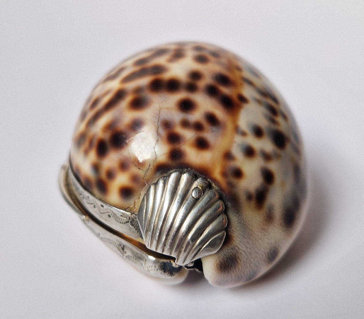 18th Century Silver-mounted Cowrie Shell Snuffbox Circa 1750 -photo-7