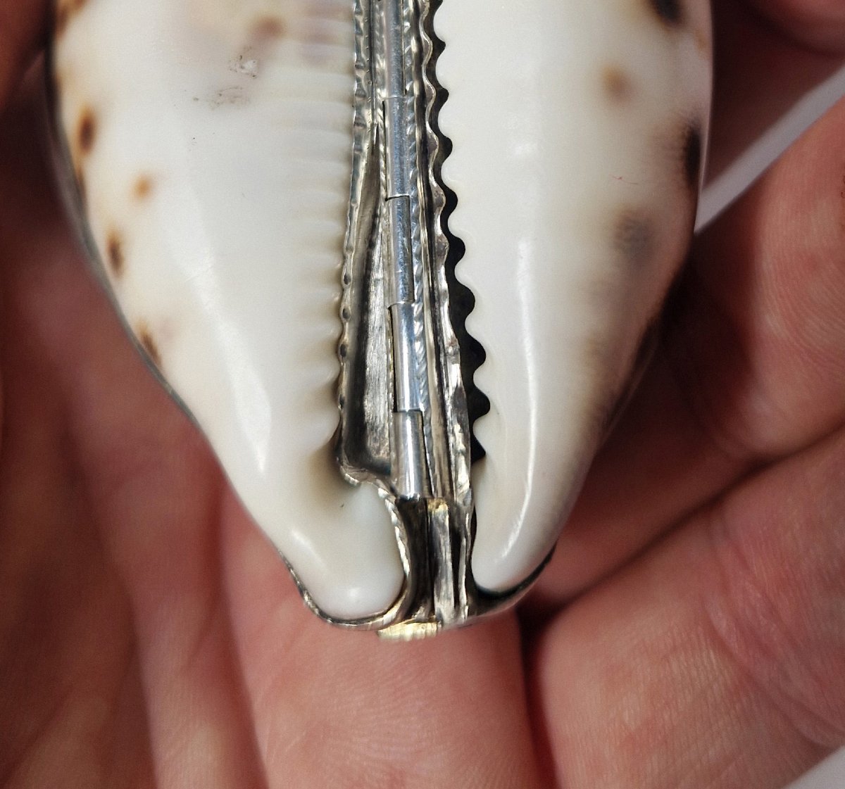 18th Century Silver-mounted Cowrie Shell Snuffbox Circa 1750 -photo-8