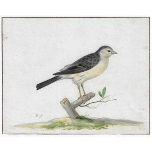 Dessin hollandais ancien XVIIe par Pieter Holsteyn II (Haarlem c.1614–1673) Étude de canari