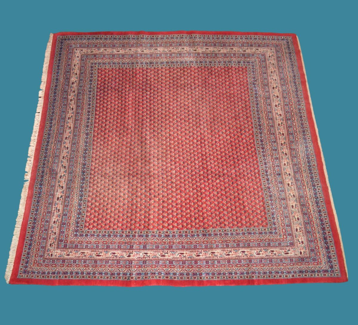Sarouk Mir, carré, 272 cm x 275 cm, laine nouée main, décor de botehs, Iran vers 1980, parfait-photo-6