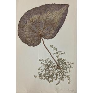 Grand Herbier daté entre 1840 et 1865 - Plus de 150 planches - Herbarium 19th