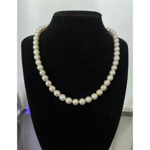 Choker Necklace 49 Akoya Cultured Pearls 18k Gold Clasp 43.5 Cm