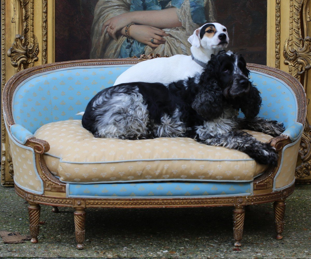 Small L XVI Style Dog Sofa In Gilded And Carved Wood Circa 1880