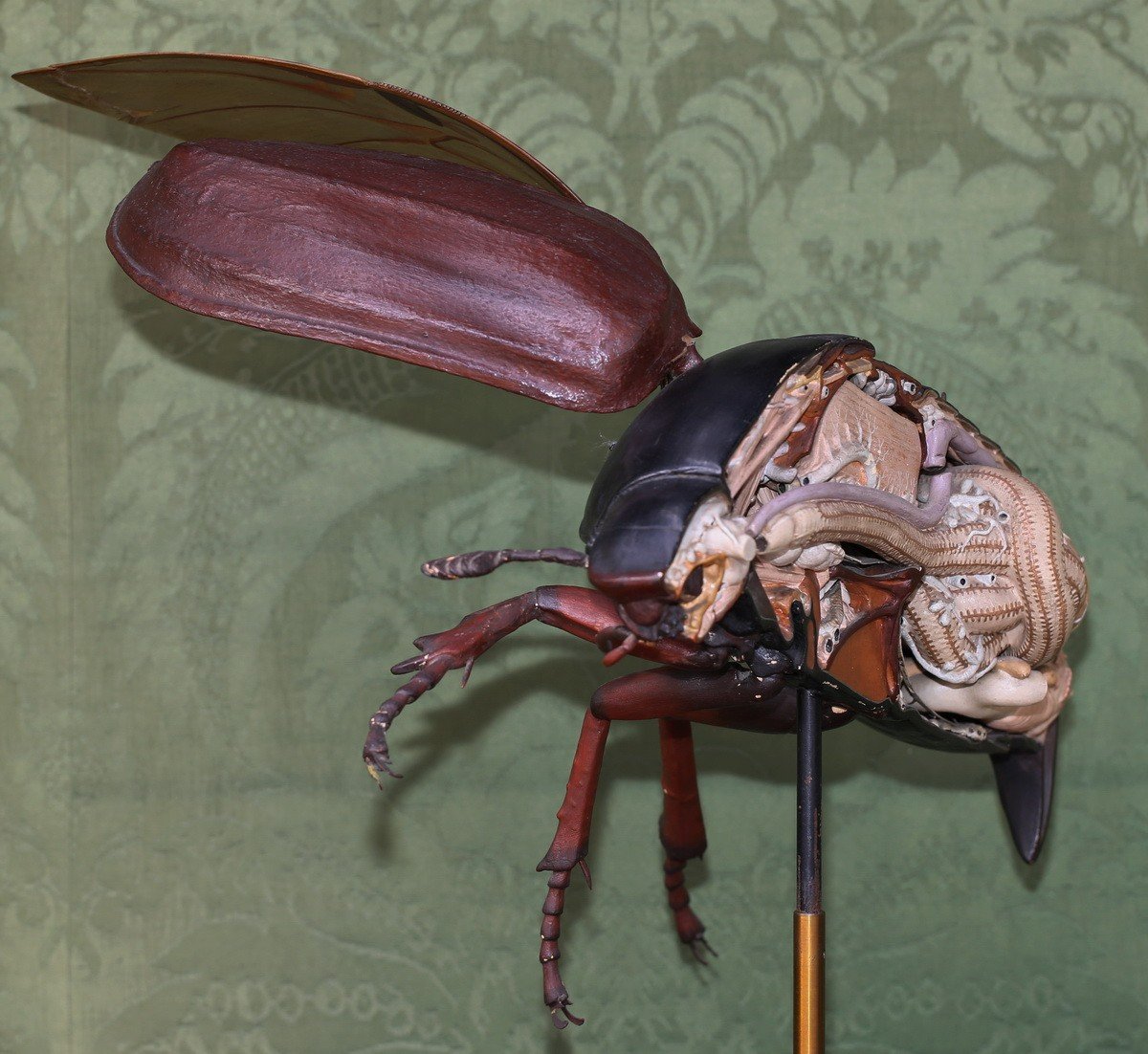 Deyrolle Paris, Large Anatomical Flayed Model Of Cockchafer Early 20th Century