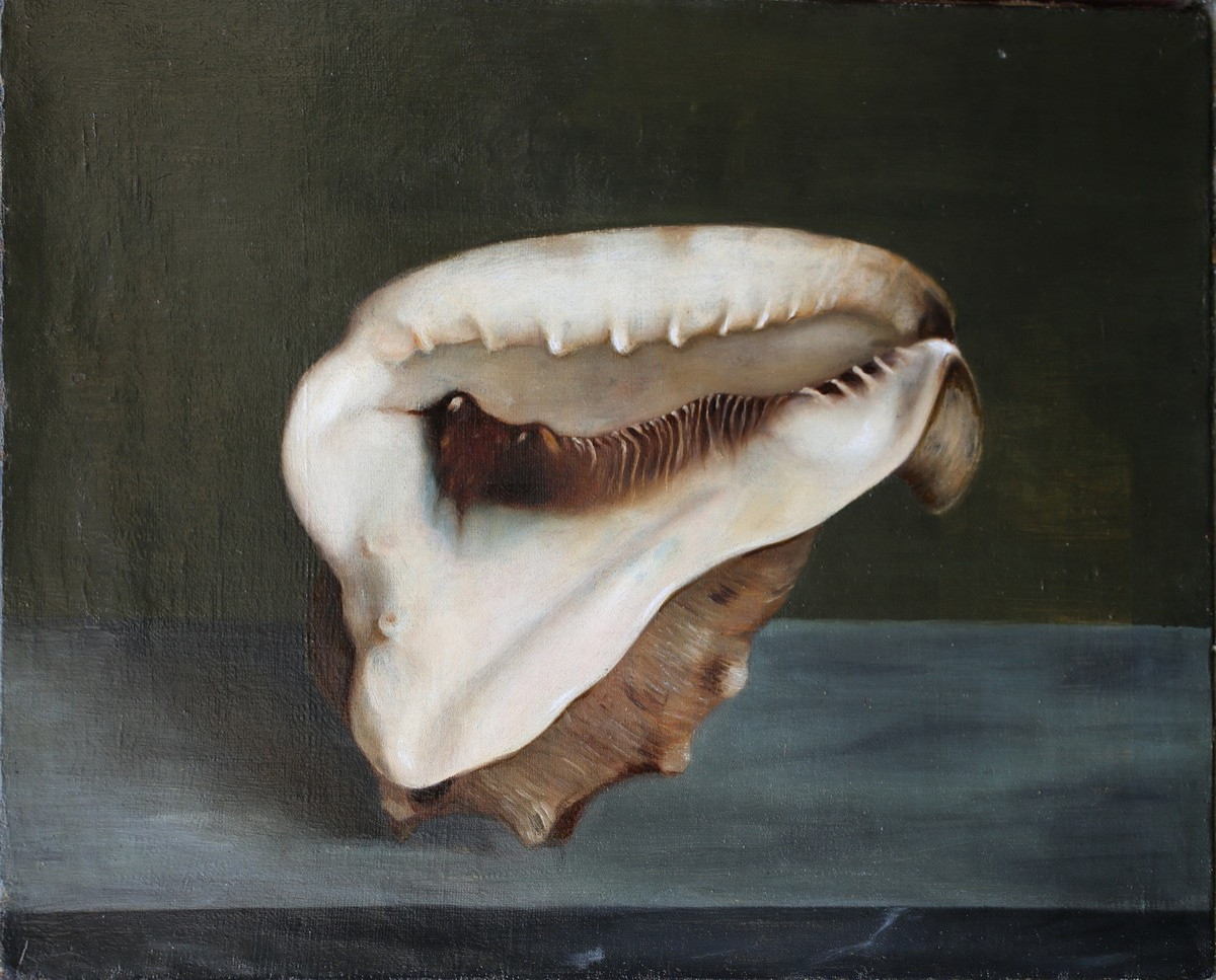 Ecole française du XIXème, coquillage conque sur un entablement, huile sur toile -photo-2