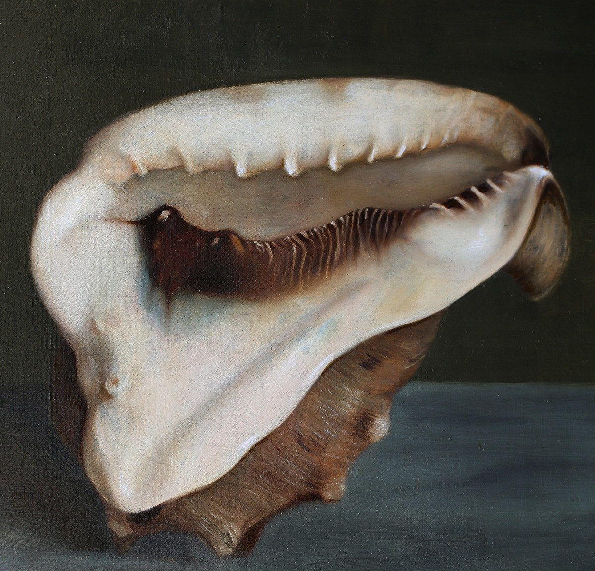 Ecole française du XIXème, coquillage conque sur un entablement, huile sur toile -photo-3