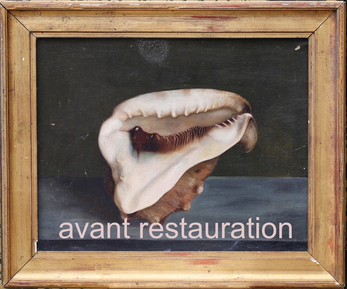 Ecole française du XIXème, coquillage conque sur un entablement, huile sur toile -photo-1