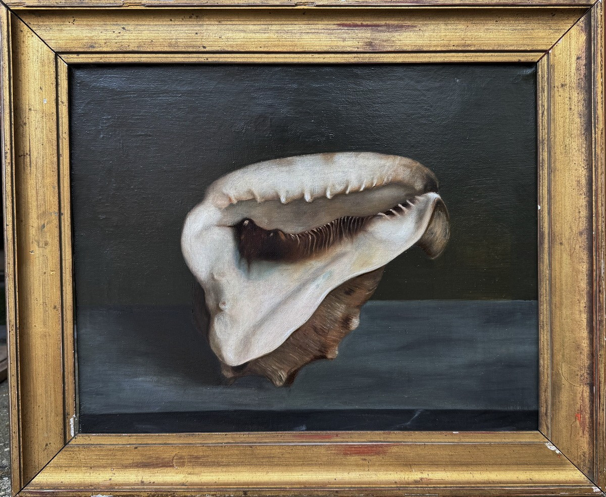 Ecole française du XIXème, coquillage conque sur un entablement, huile sur toile 