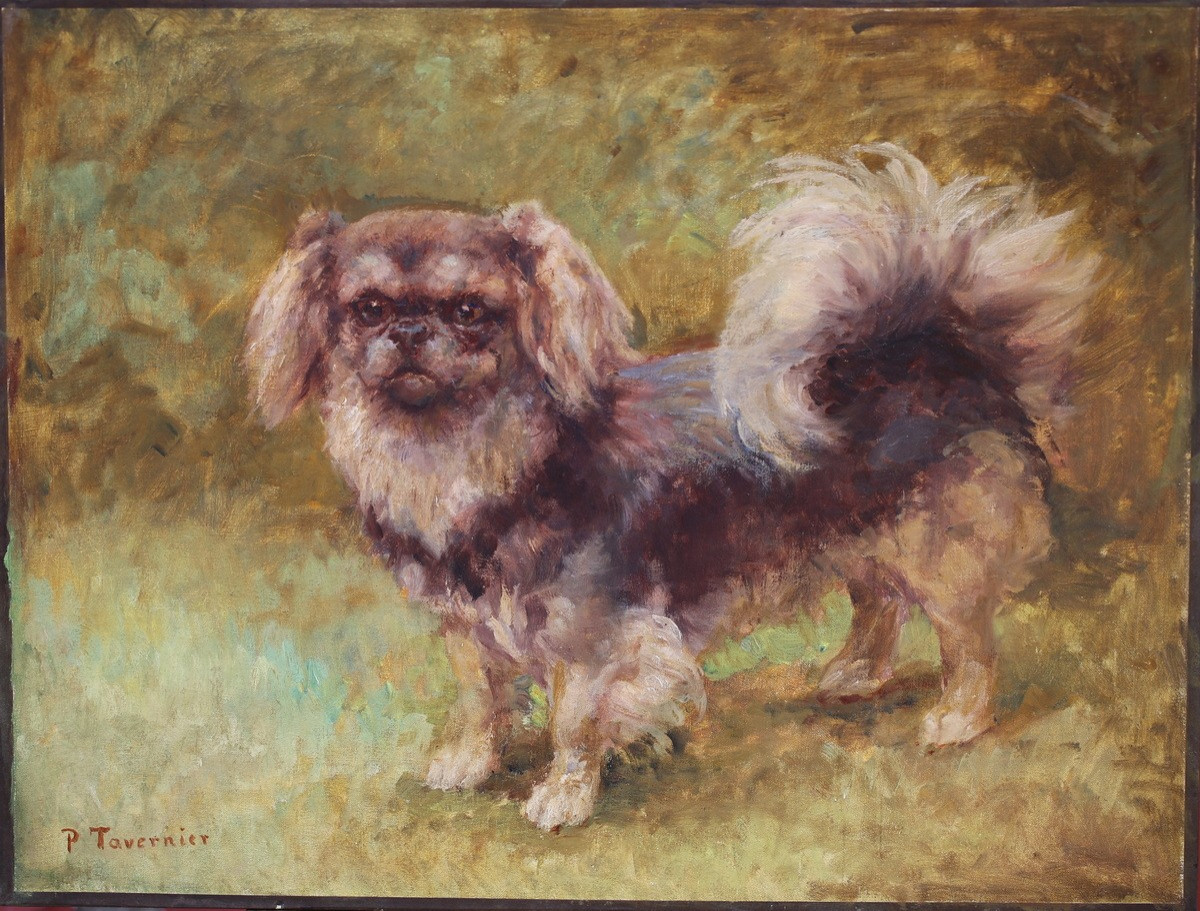 Paul TAVERNIER 1852-1943 , Portrait de chien Pekinois.-photo-2