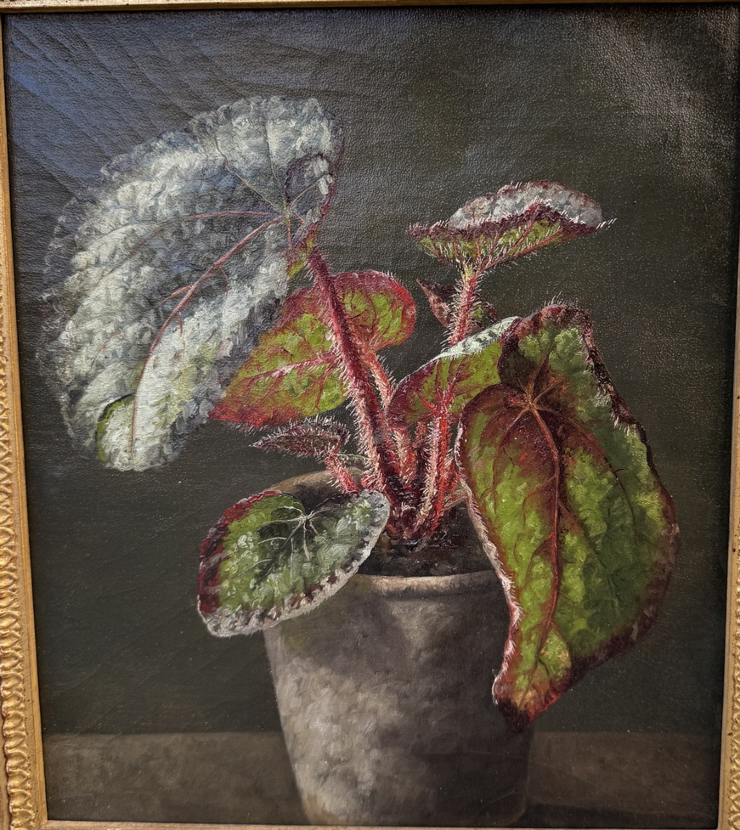 19th Century Foreign School, Begonia Rex, Oil On Canvas Circa 1873.-photo-2