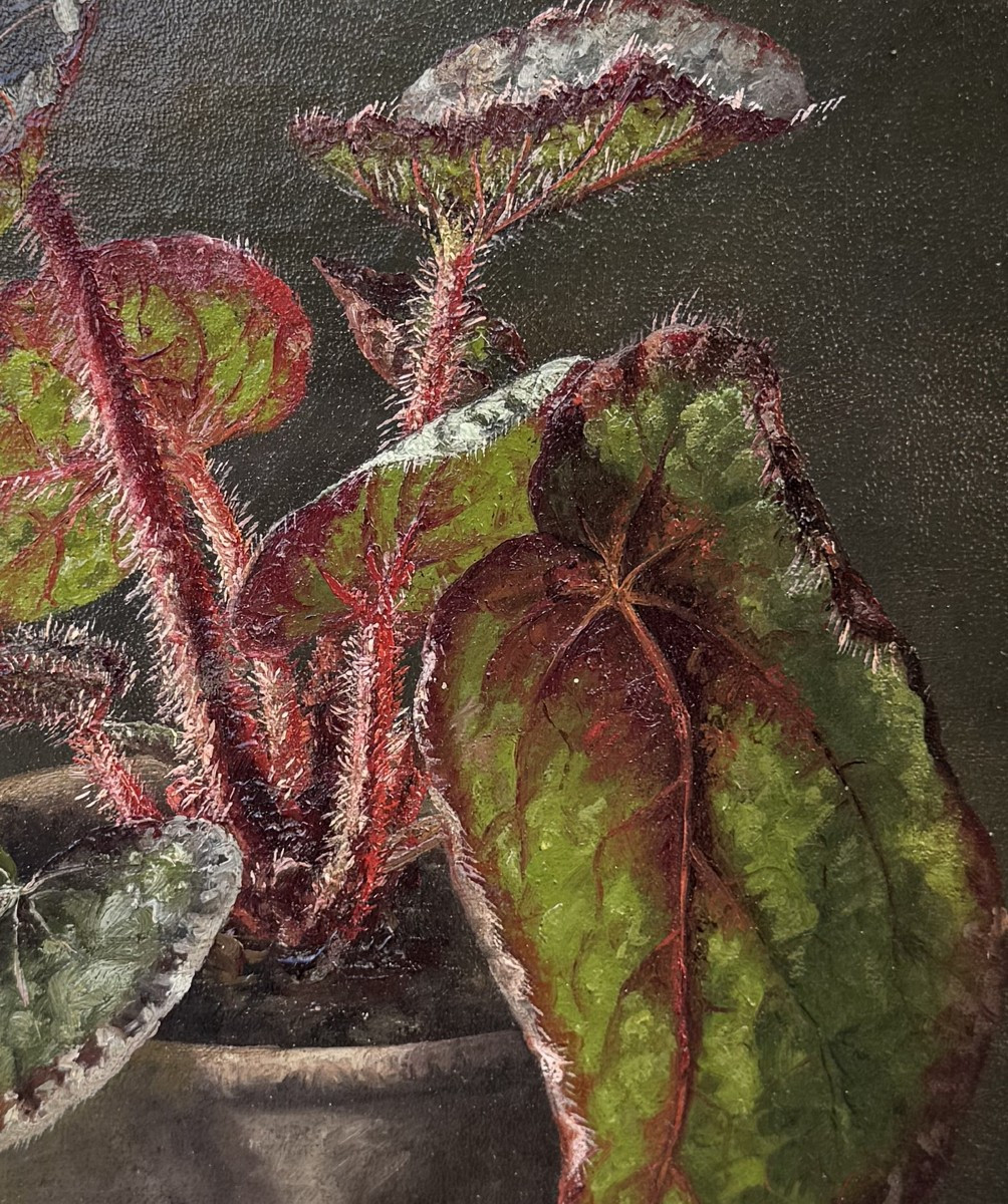 19th Century Foreign School, Begonia Rex, Oil On Canvas Circa 1873.-photo-3