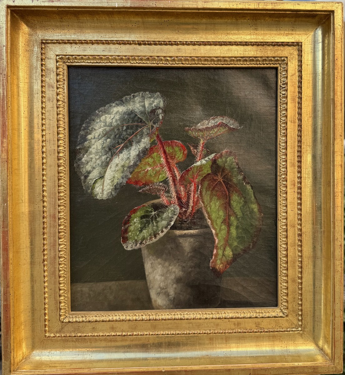 19th Century Foreign School, Begonia Rex, Oil On Canvas Circa 1873.