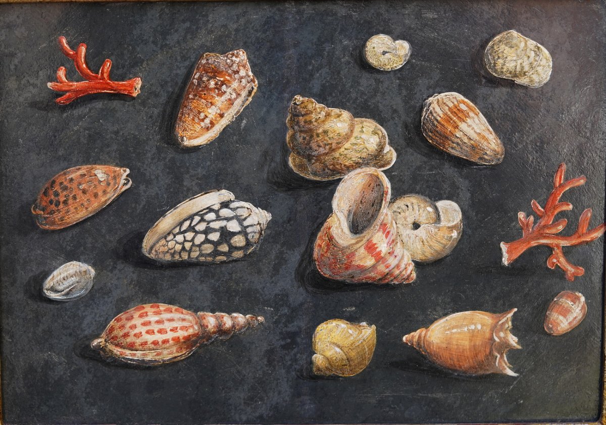 17th-century Italian School, Associated With Paolo Porpora, Study Of Seashells, Oil On Slate.-photo-2
