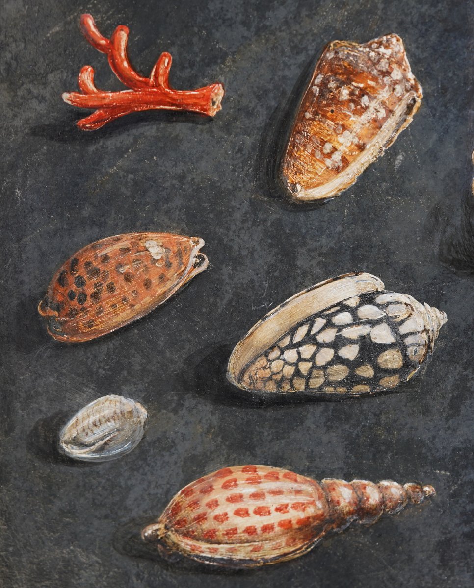 17th-century Italian School, Associated With Paolo Porpora, Study Of Seashells, Oil On Slate.-photo-3