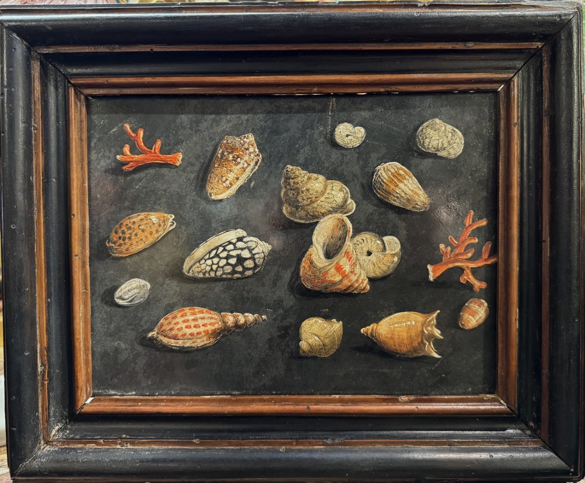 17th-century Italian School, Associated With Paolo Porpora, Study Of Seashells, Oil On Slate.