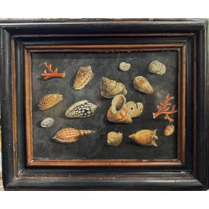 17th-century Italian School, Associated With Paolo Porpora, Study Of Seashells, Oil On Slate.