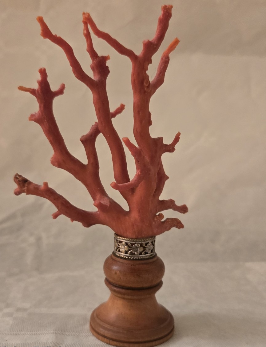 Coral Branch