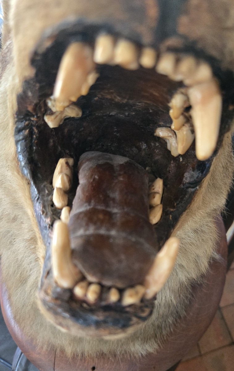 Tête de loup-photo-3