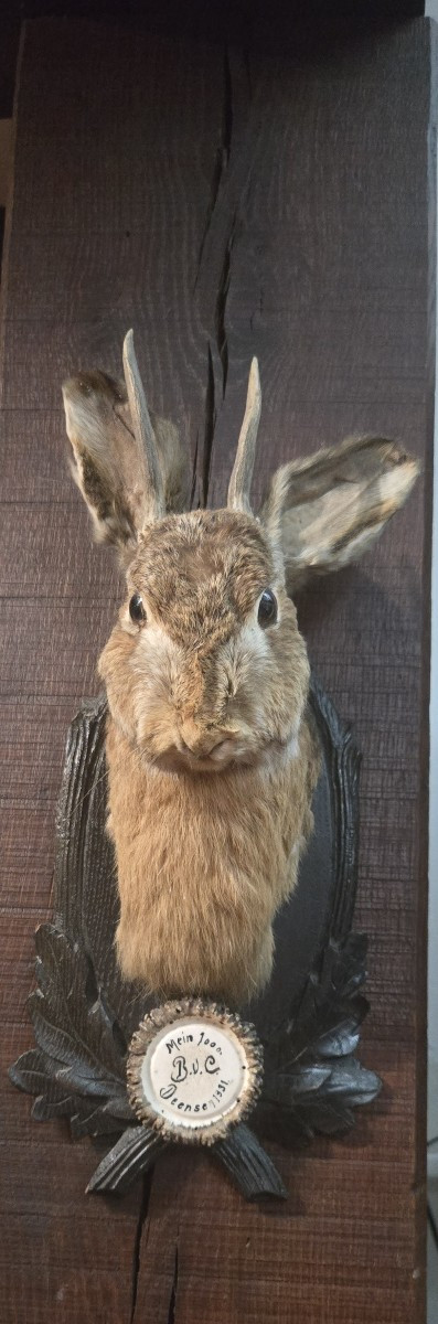 Lièvre cornu ( Lepus cornutus )