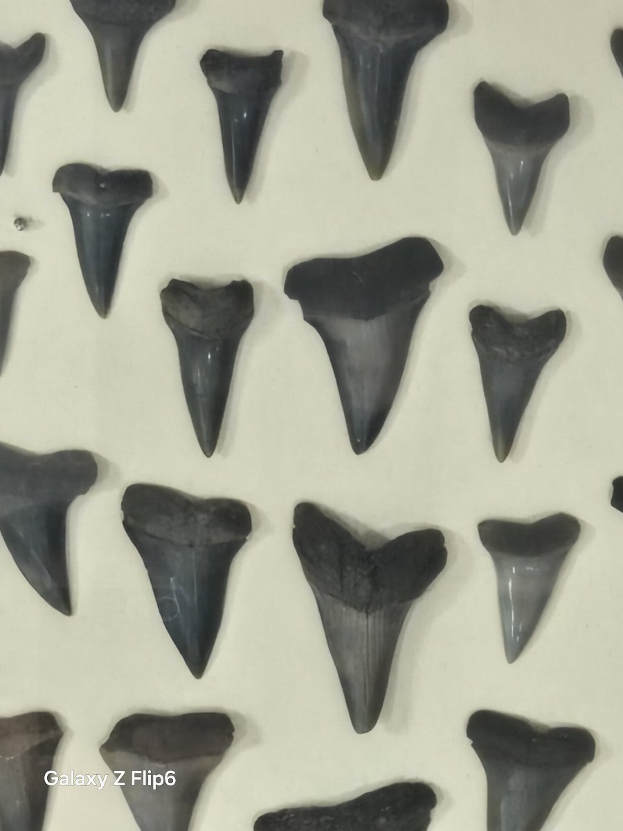 Ensemble de dents de requin-photo-2