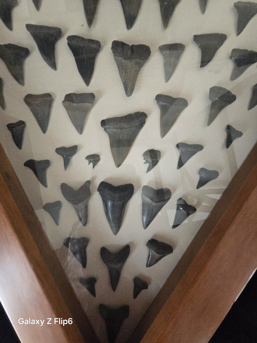 Ensemble de dents de requin-photo-3