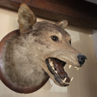 Premiere-Image-1739389