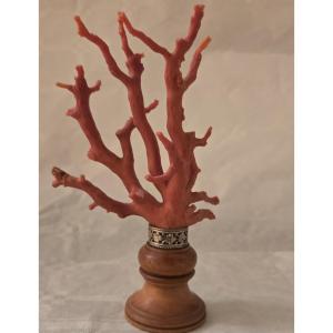 Branche de corail