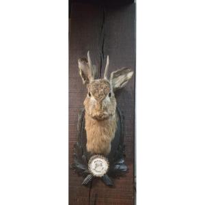 Horned Hare ( Lepus Cornutus )